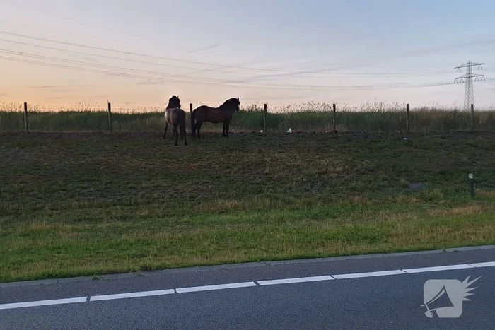 Weg dicht na losgebroken paarden