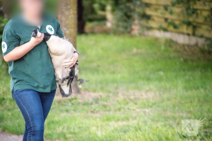 Gans met gebroken vleugel gered in Nieuwland