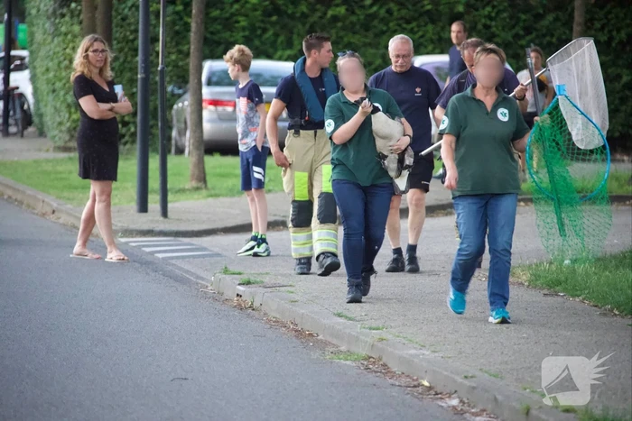 Gans met gebroken vleugel gered in Nieuwland