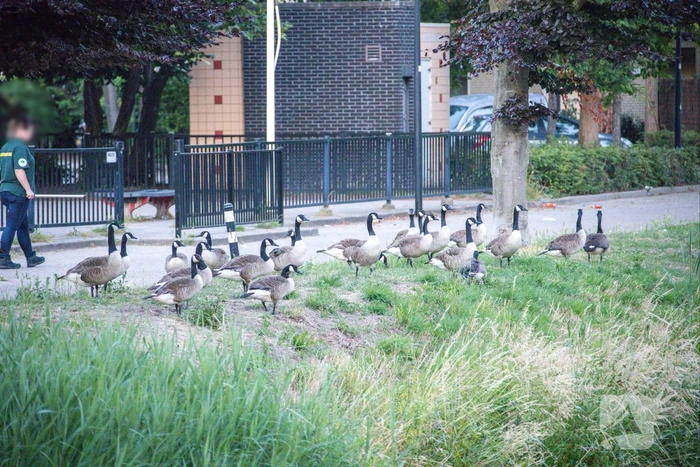 Gans met gebroken vleugel gered in Nieuwland