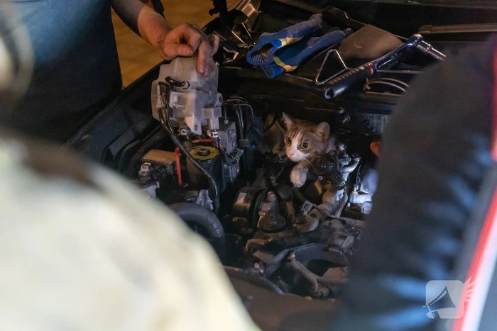 Poes Luna houdt brandweermannen en berger uren zoet met auto