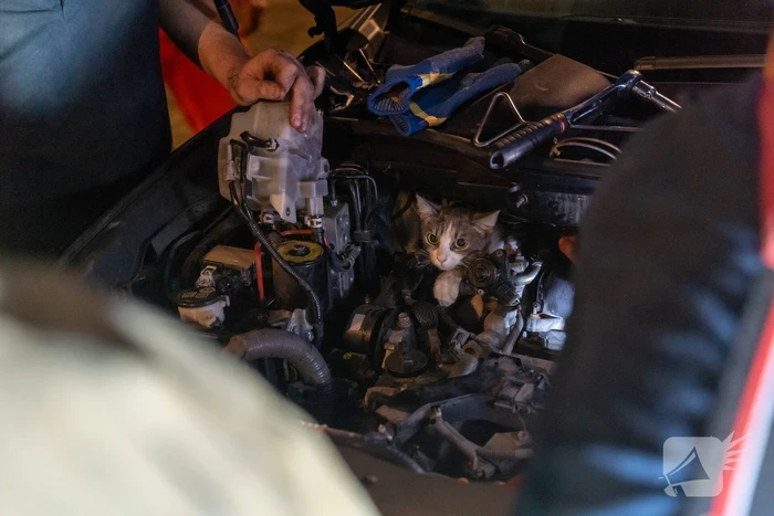 Poes Luna houdt brandweermannen en berger uren zoet met auto