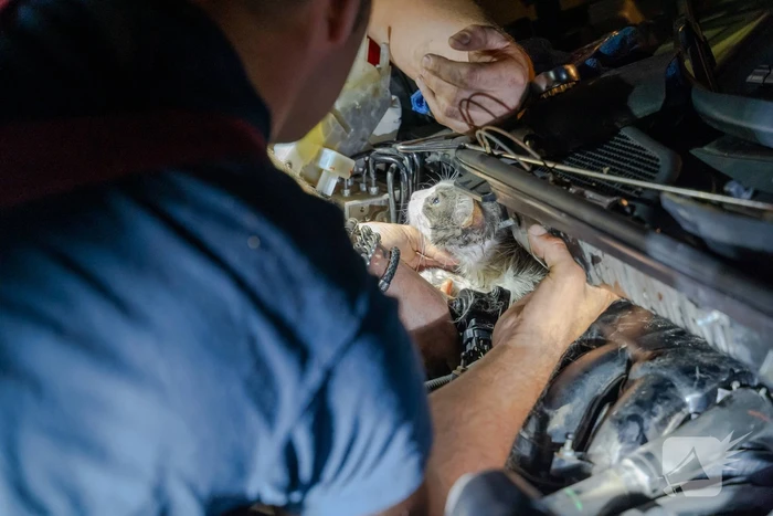 Poes Luna houdt brandweermannen en berger uren zoet met auto
