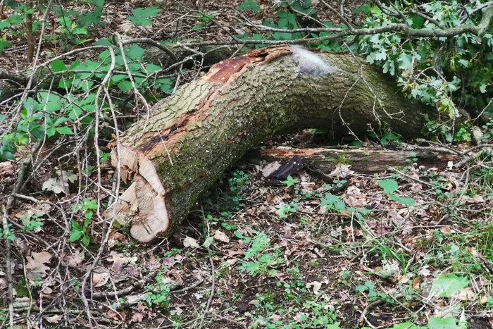 Enorme tak van eikenboom met eikenprocessierups breekt af en valt op fietspad