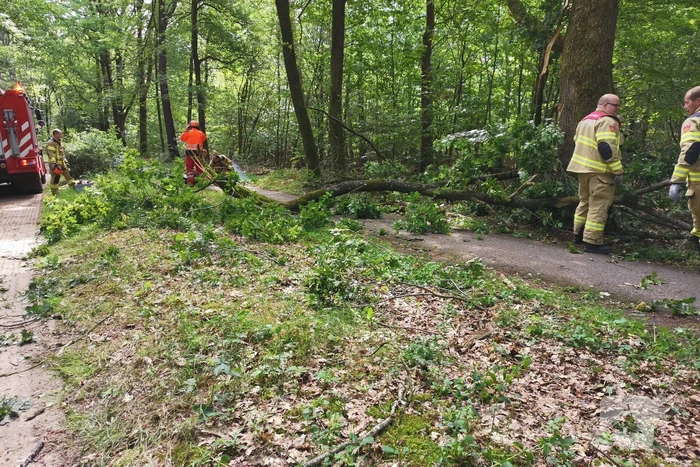 Enorme tak van eikenboom met eikenprocessierups breekt af en valt op fietspad