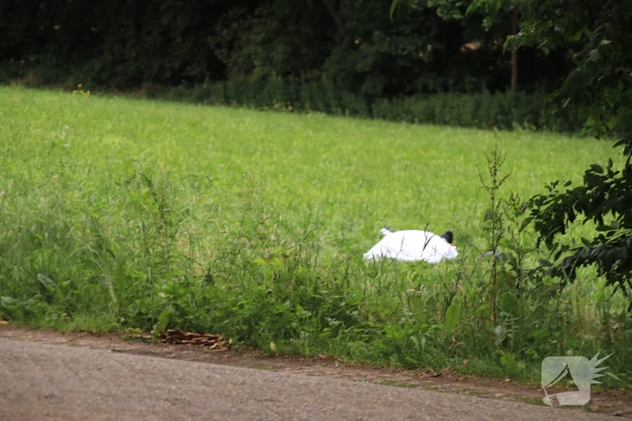 Ruiter overleden na val van paard