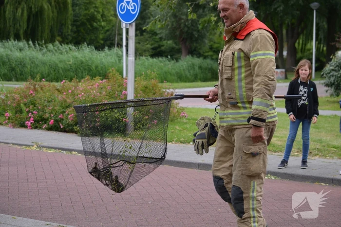 Brandweer redt eendenfamilie