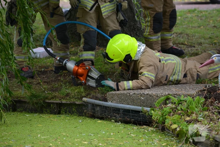 Brandweer redt eendenfamilie