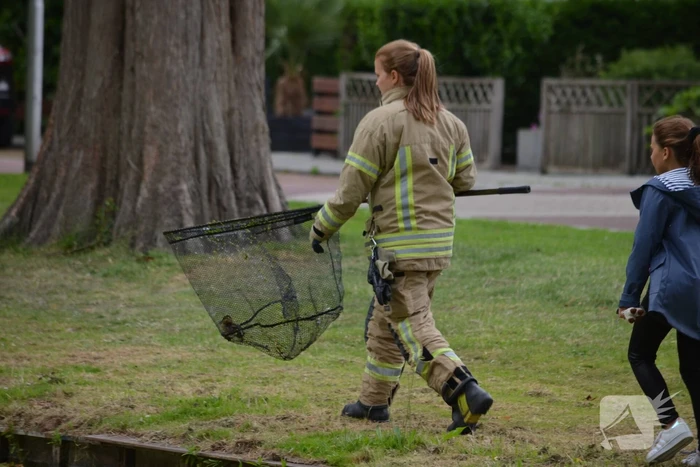 Brandweer redt eendenfamilie
