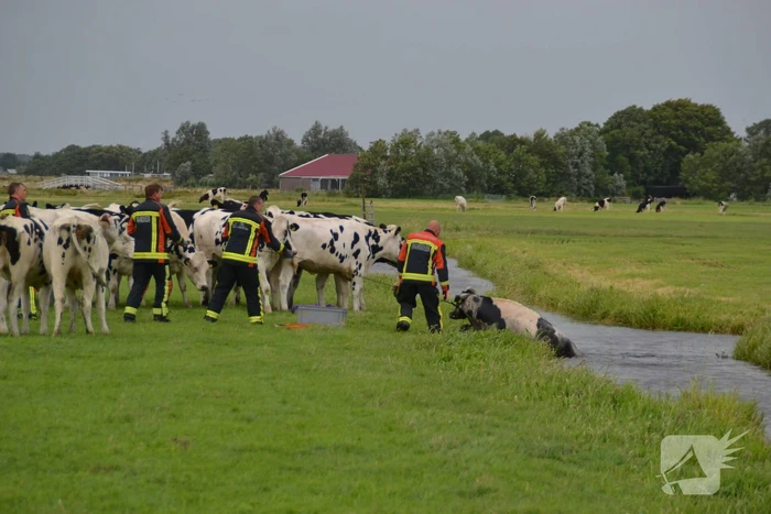 Koe kiest het ruime sop