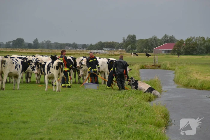 Koe kiest het ruime sop