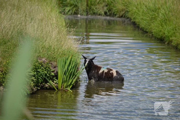 Schaap te water