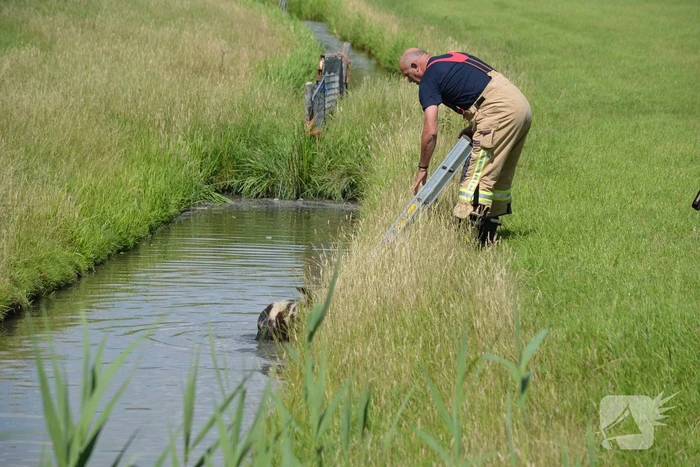 Schaap te water