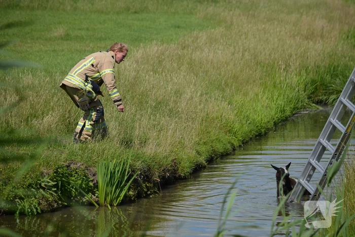 Schaap te water