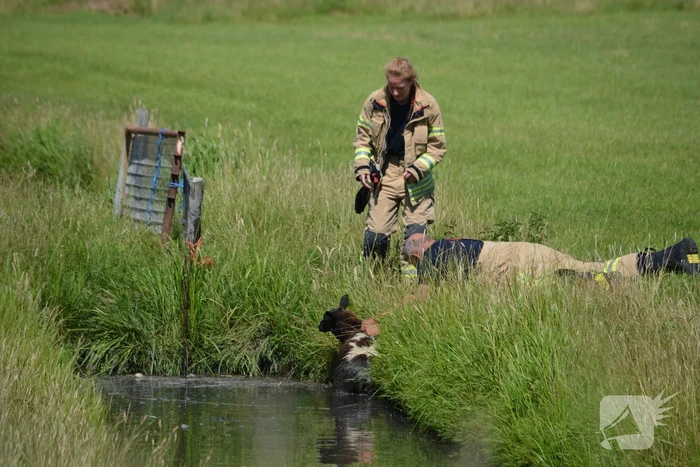 Schaap te water