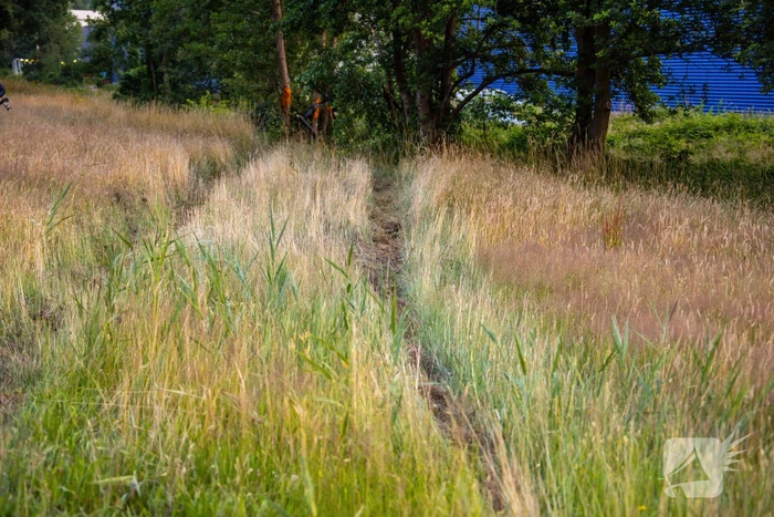 Auto crasht tussen bomen door