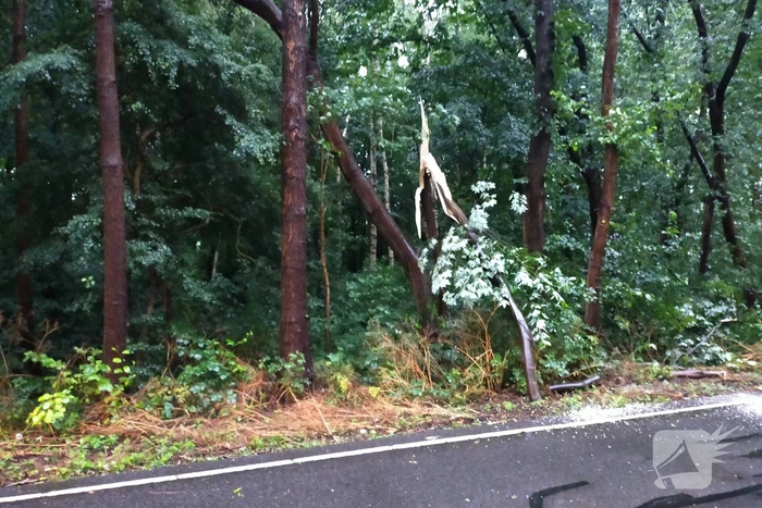 Omgewaaide boom verspert weg