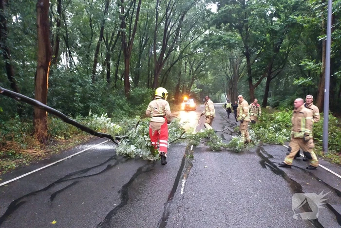 Omgewaaide boom verspert weg