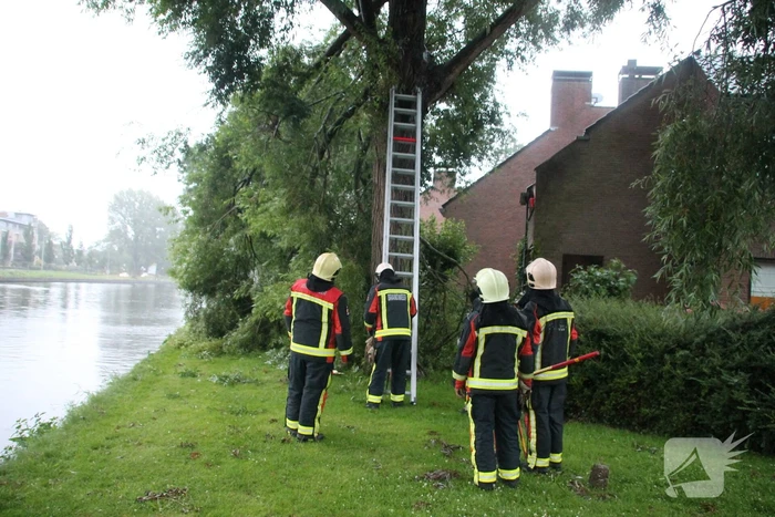 Grote tak van boom afgescheurd