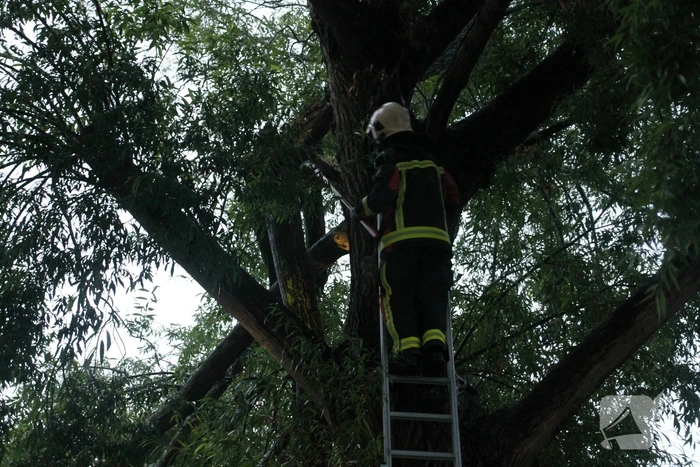 Grote tak van boom afgescheurd