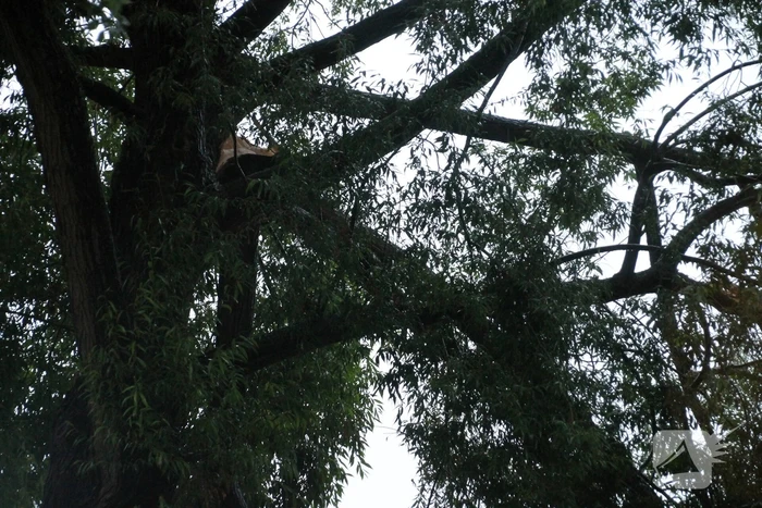 Grote tak van boom afgescheurd