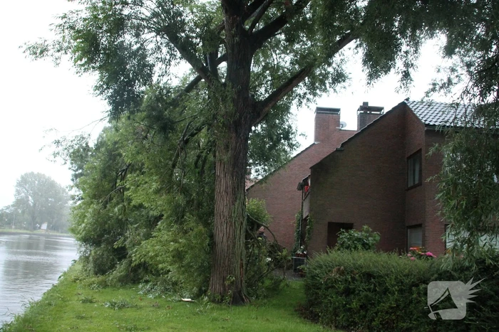 Grote tak van boom afgescheurd
