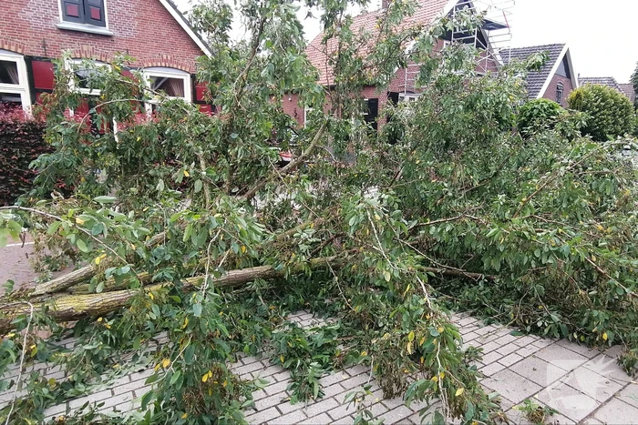 Weg verspert door omgewaaide boom
