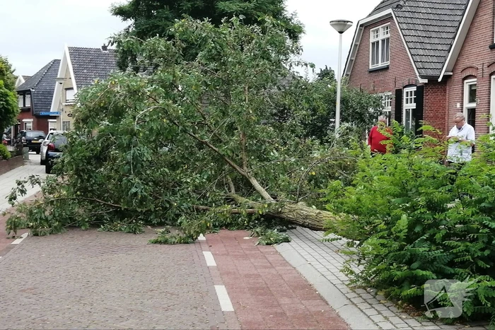 Weg verspert door omgewaaide boom