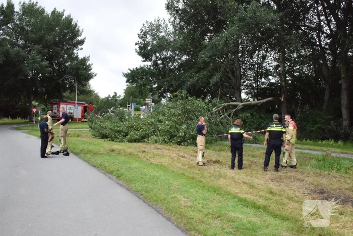 Grote tak breekt van boom en valt op voetpad