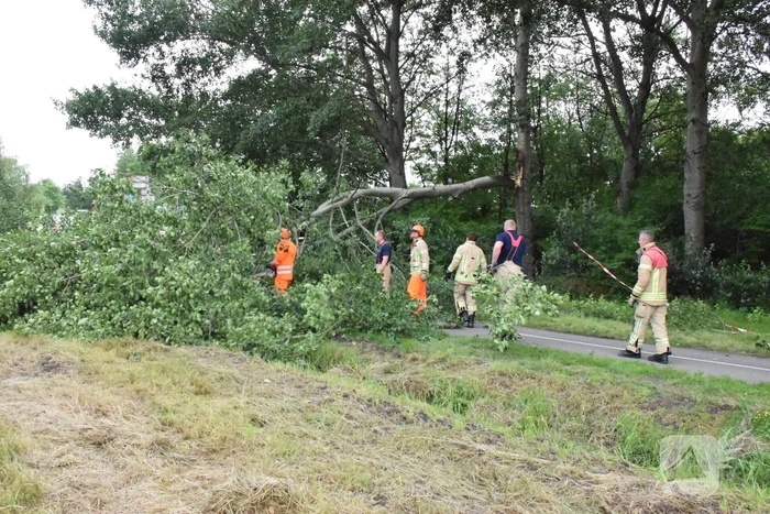 Grote tak breekt van boom en valt op voetpad