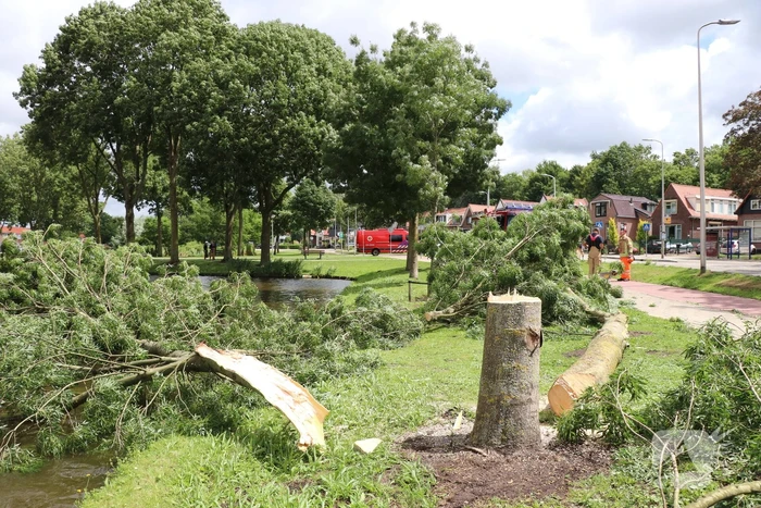 Boom waait om door harde wind