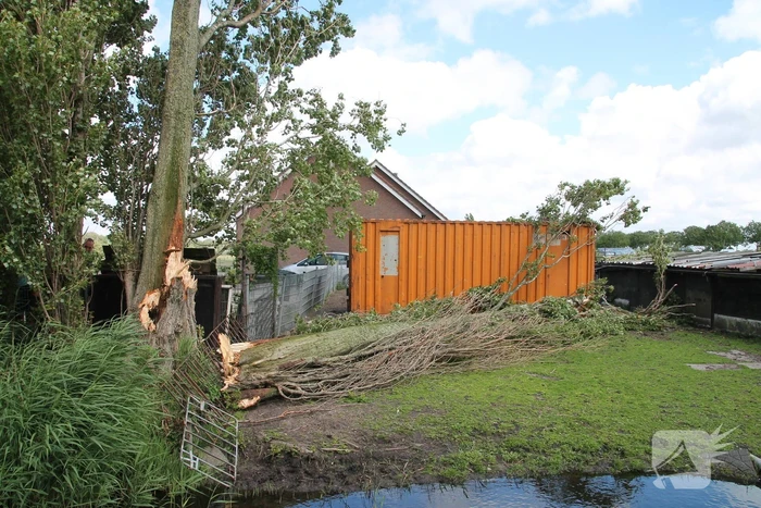 Grote boom valt op container