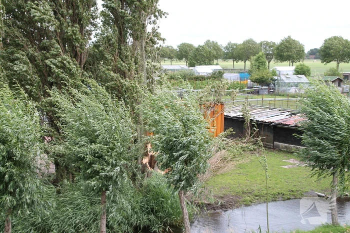 Grote boom valt op container