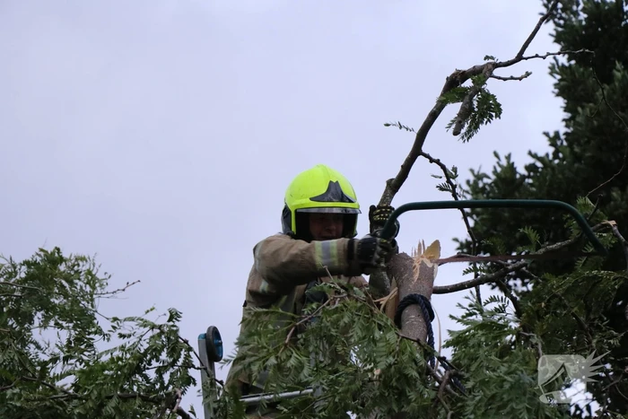 Meerdere gevaarlijk hangende takken verwijderd