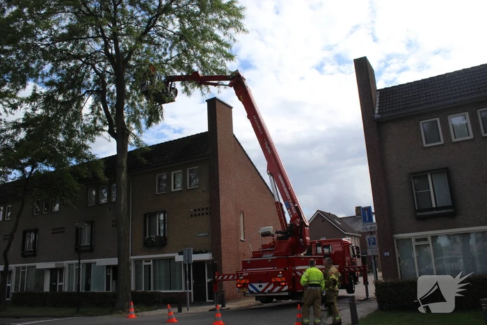 Levensgevaarlijk tak verwijdert met hoogwerker