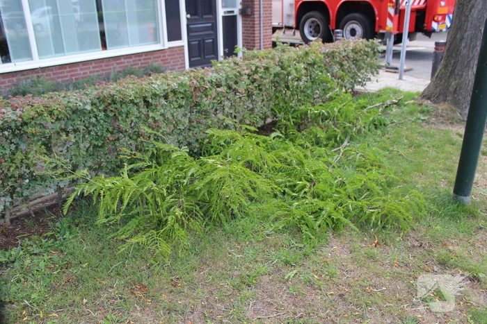 Levensgevaarlijk tak verwijdert met hoogwerker