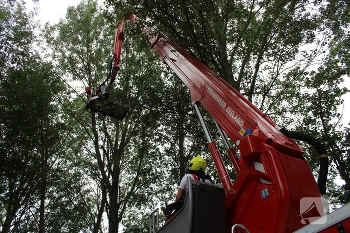 Kat vast in hoge boom