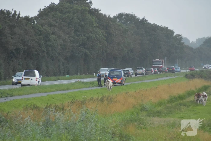 Koe neemt de benen