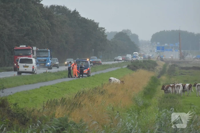 Koe neemt de benen