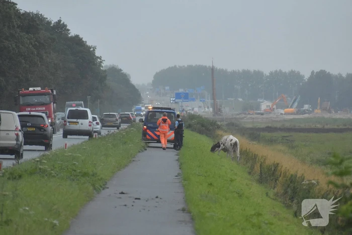 Koe neemt de benen