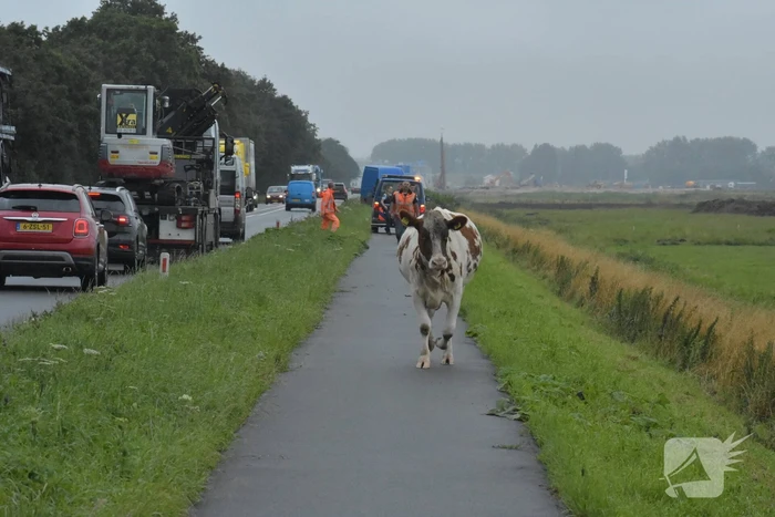 Koe neemt de benen