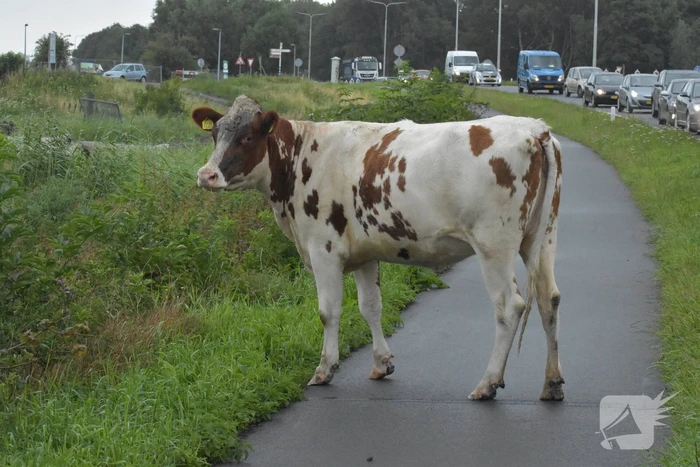 Koe neemt de benen