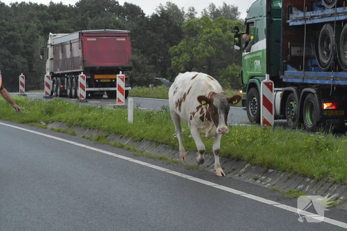 Koe neemt de benen
