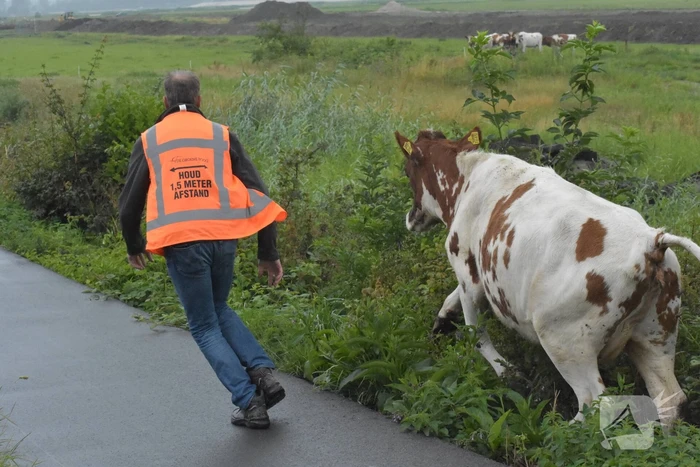 Koe neemt de benen