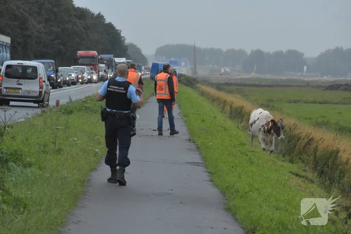 Koe neemt de benen