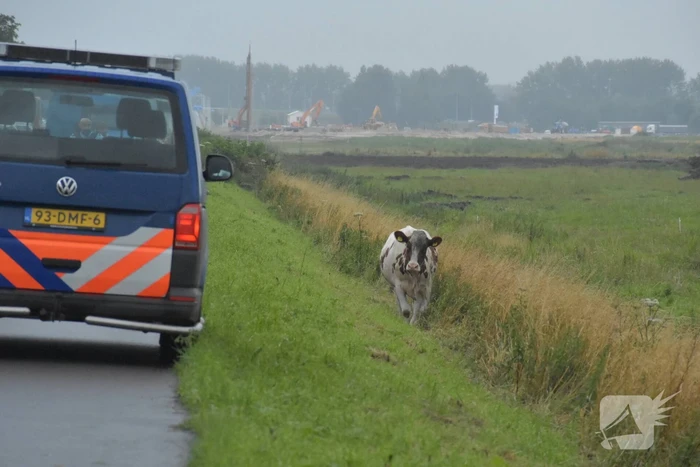 Koe neemt de benen