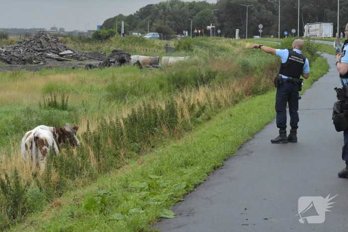 Koe neemt de benen