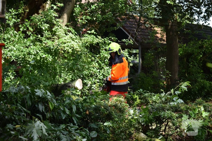 Boom ligt over wandelpad
