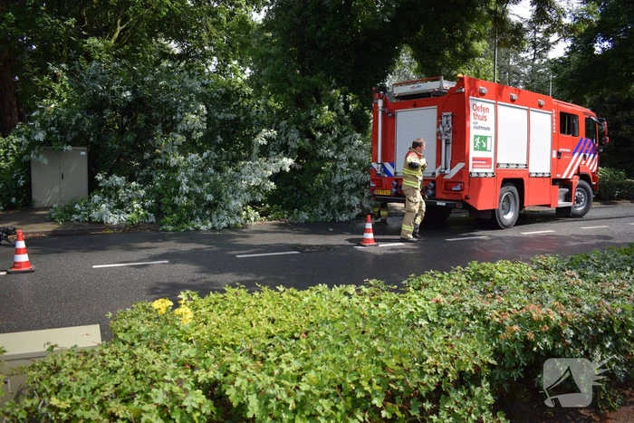 Boom ligt over wandelpad
