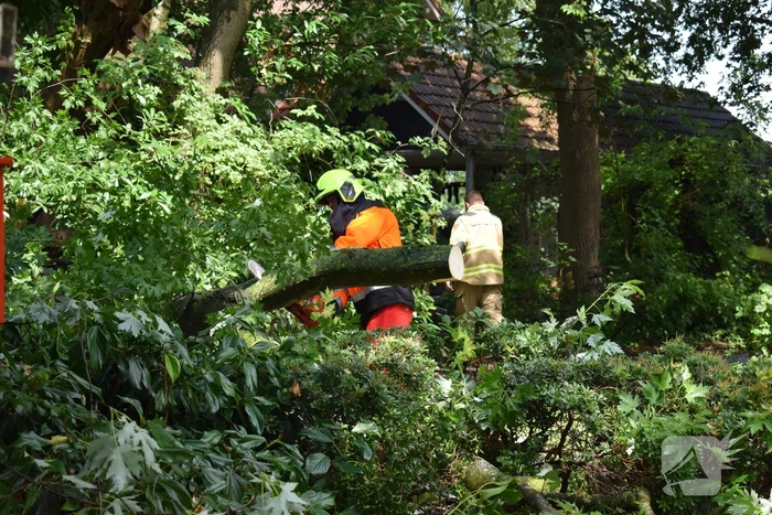 Boom ligt over wandelpad